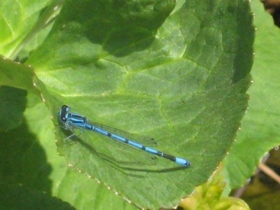 Blatt Blaue libelle.jpg