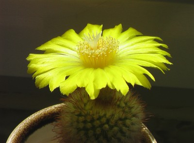 Parodia aureispina003.jpg