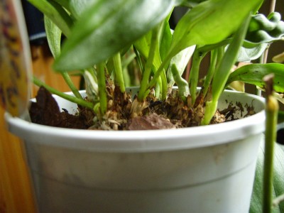 Masdevallia (2).JPG