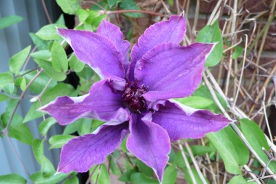 Clematis blau.jpg