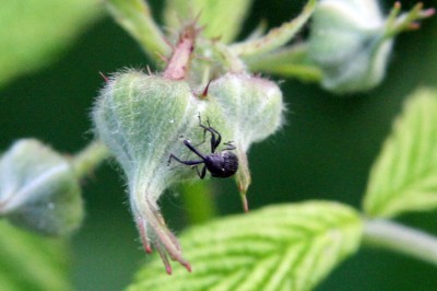 garten3.jpg