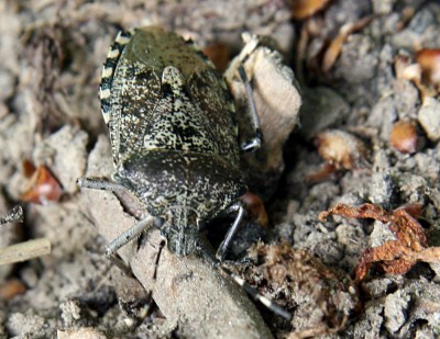 garten11.jpg