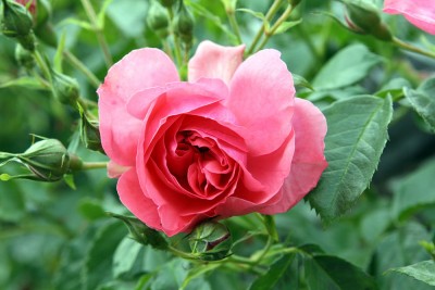 garten9.jpg