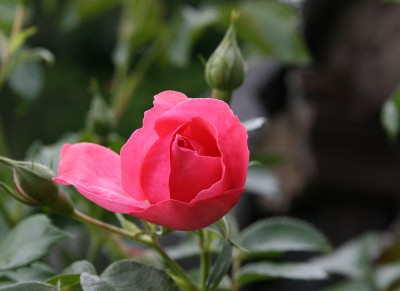 garten8.jpg