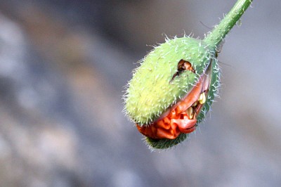 garten7.jpg