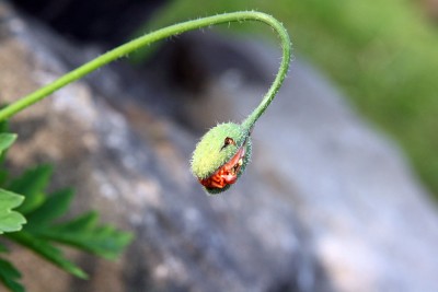 garten6.jpg