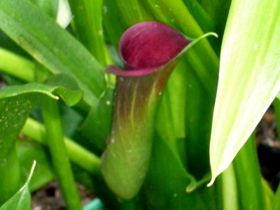 Calla 005.jpg