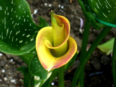 Calla 001.jpg
