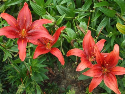 DSCF0270.JPG