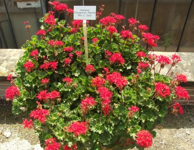 DSCF0161.JPG