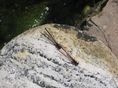 zwei Libellen rot.jpg