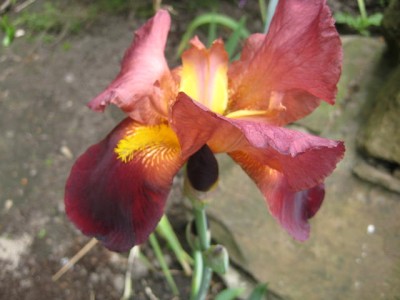 Img_2370.jpg