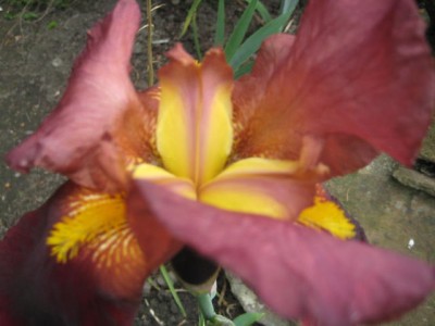 Img_2369.jpg