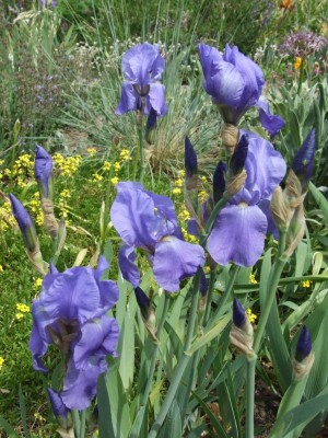 DSCF3231.JPG