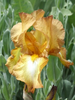 DSCF3207.JPG