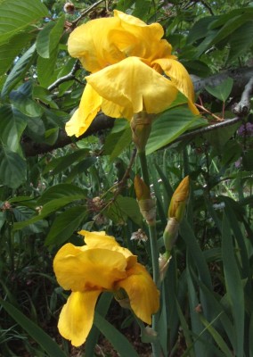 DSCF3205.JPG