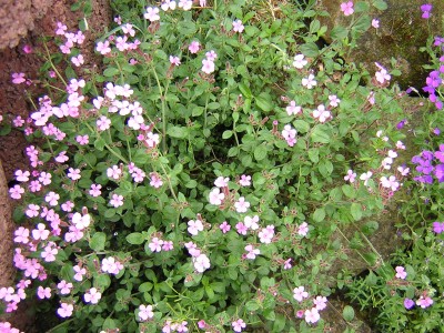 DSCN2764.JPG