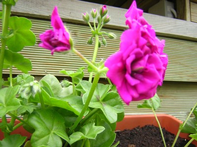 DSCN2765.JPG