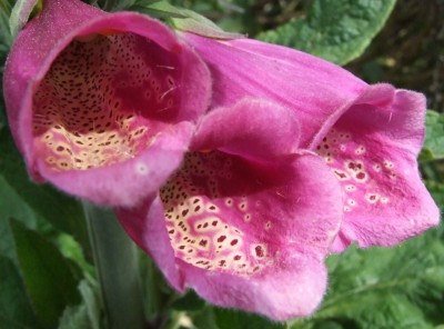DSCF3225.JPG