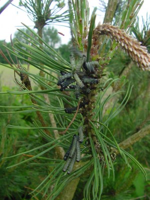 Hippiraupen in Bewegung.jpg