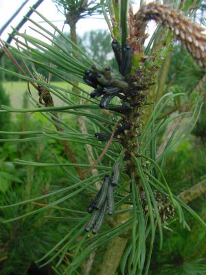 Hippiraupen still.jpg