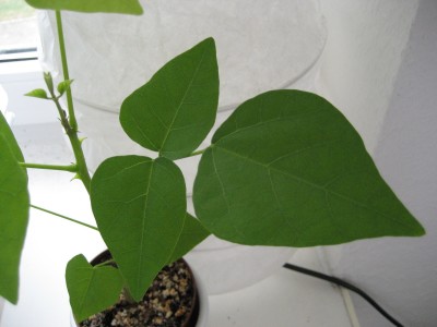 korallenstrauch blätter.JPG