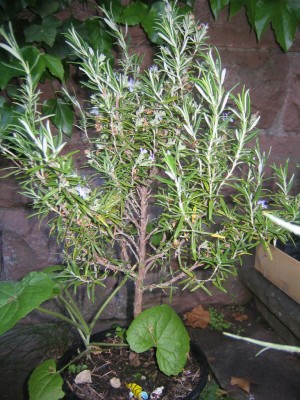 Bild 1061.jpg