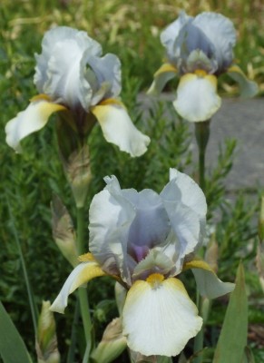 DSCF3242.JPG