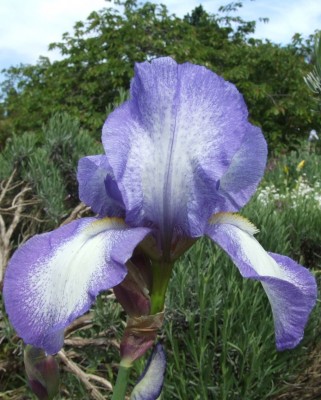 DSCF3223.JPG