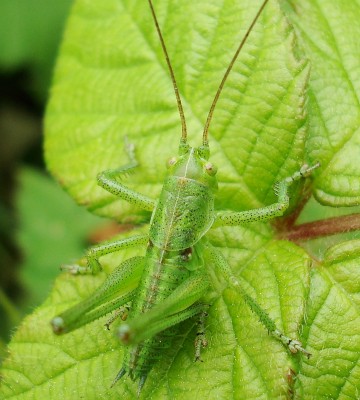 23.05.2008 ein kleiner hüpfer.jpg