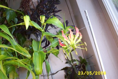 Green2_1391.JPG