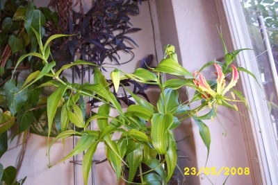 Green2_1390.JPG