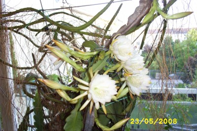 Green2_1393.JPG