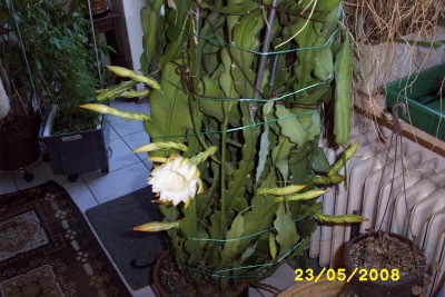 Green2_1394.JPG