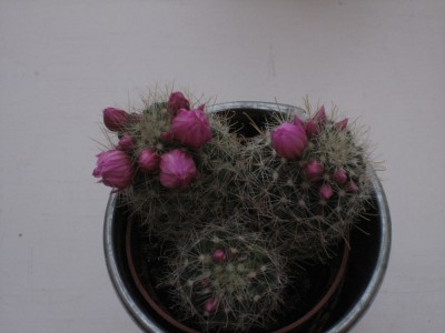 kaktus,rosa 2.jpg