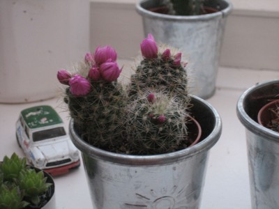 kaktus,rosa 1.jpg