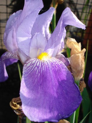 Mai 2008 016.jpg