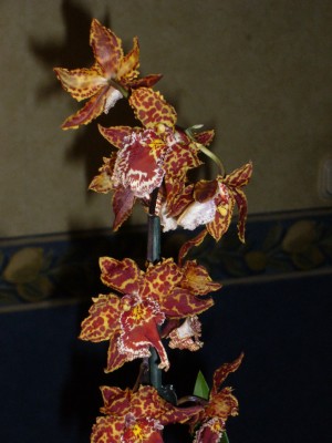 Orchis 006.jpg