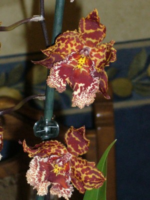 Orchis 005.jpg