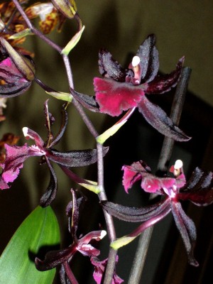 Orchis 008.jpg
