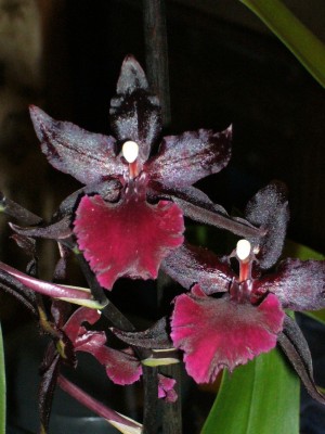 Orchis 001.jpg