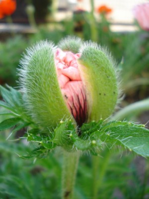 Mai 2008 022.jpg