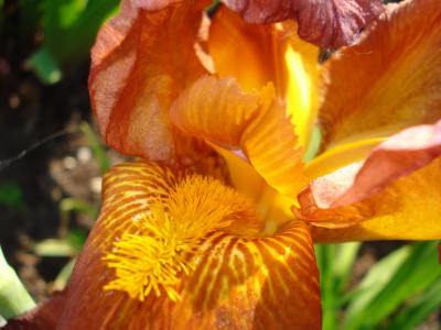 Mai 2008 012.jpg