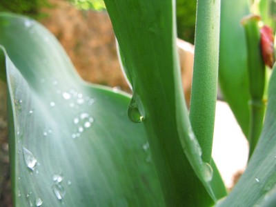 Tautropfen Tulpe (2).jpg