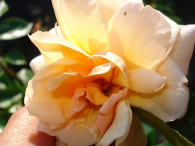 Mai 2008 026.jpg