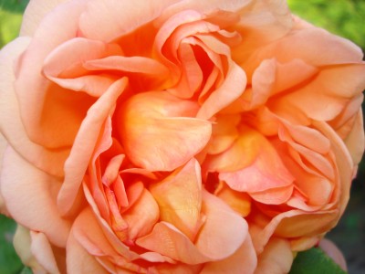 Mai 2008 025.jpg