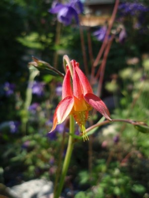 formoa aquilegia71.jpg