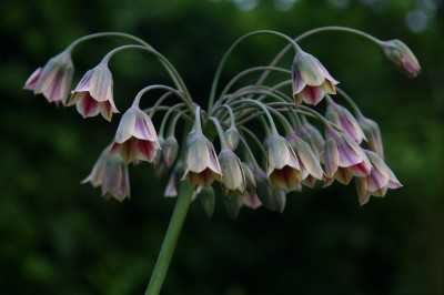 20080523_Garten_0068.JPG
