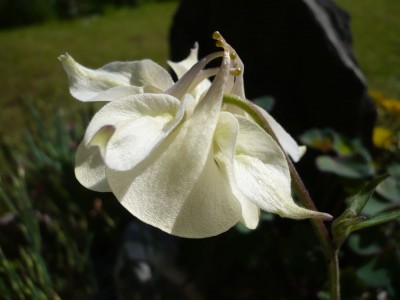 fragrans1.jpg