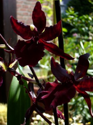Orchis 011.jpg